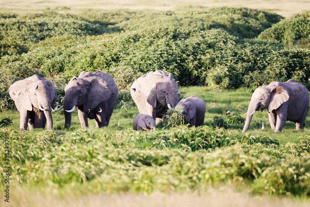Obraz premium Elephants in Amboseli Nationalpark, Kenya, Africa