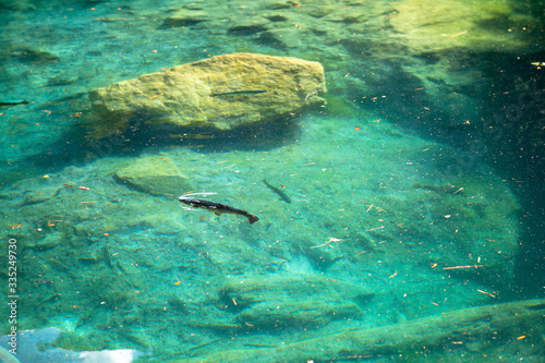 Fish in the blue lake 