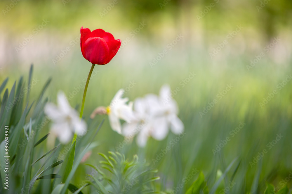 Closeup of red tulip flowers blooming in spring garden outdoors. Closeup of red tulip flowers blooming in spring garden outdoors.