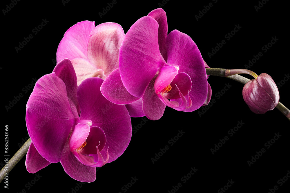 Branch of violet phalaenopsis or Moth orchid from isolated on black  background Stock Photo | Adobe Stock