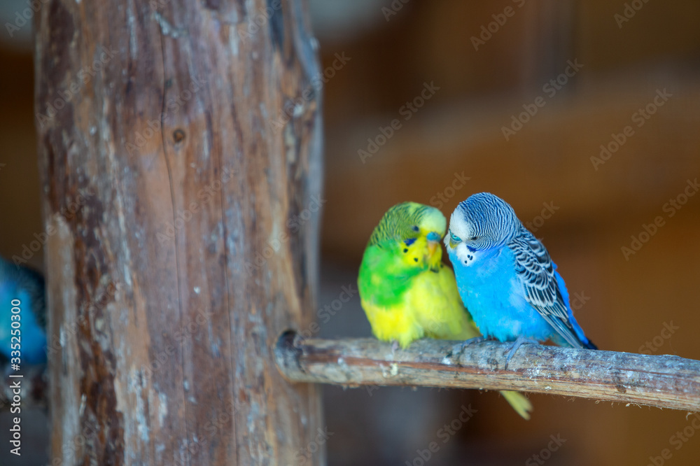 Fototapeta premium Colorful parrots in a cage at a zoo.