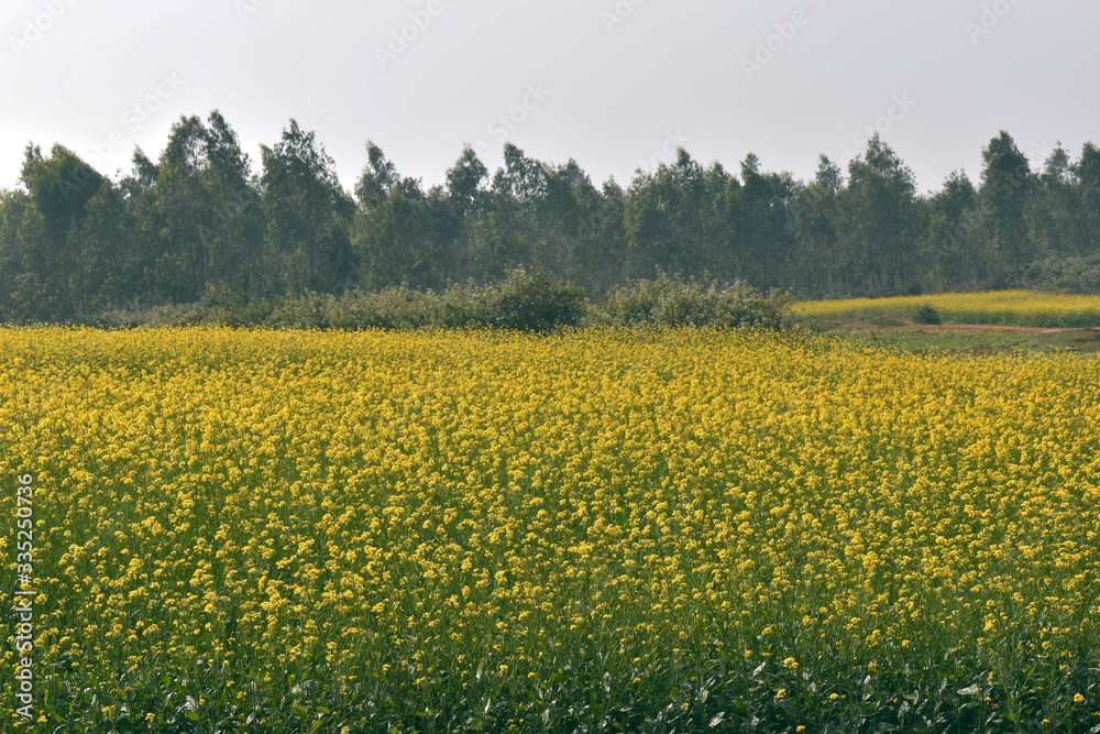 Fototapeta premium Mustard field in india