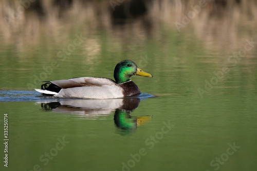 Mallard Duck Swimming on Pond with Reflection