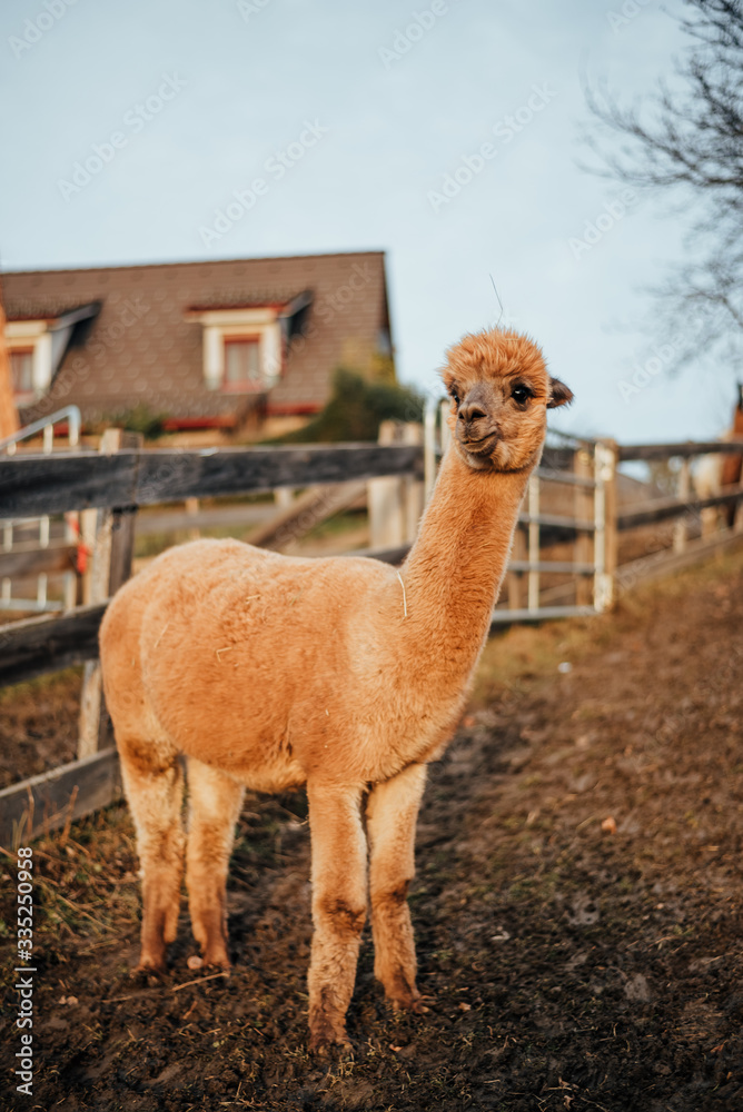 Obraz premium Llamas and Alpacas Of Peru