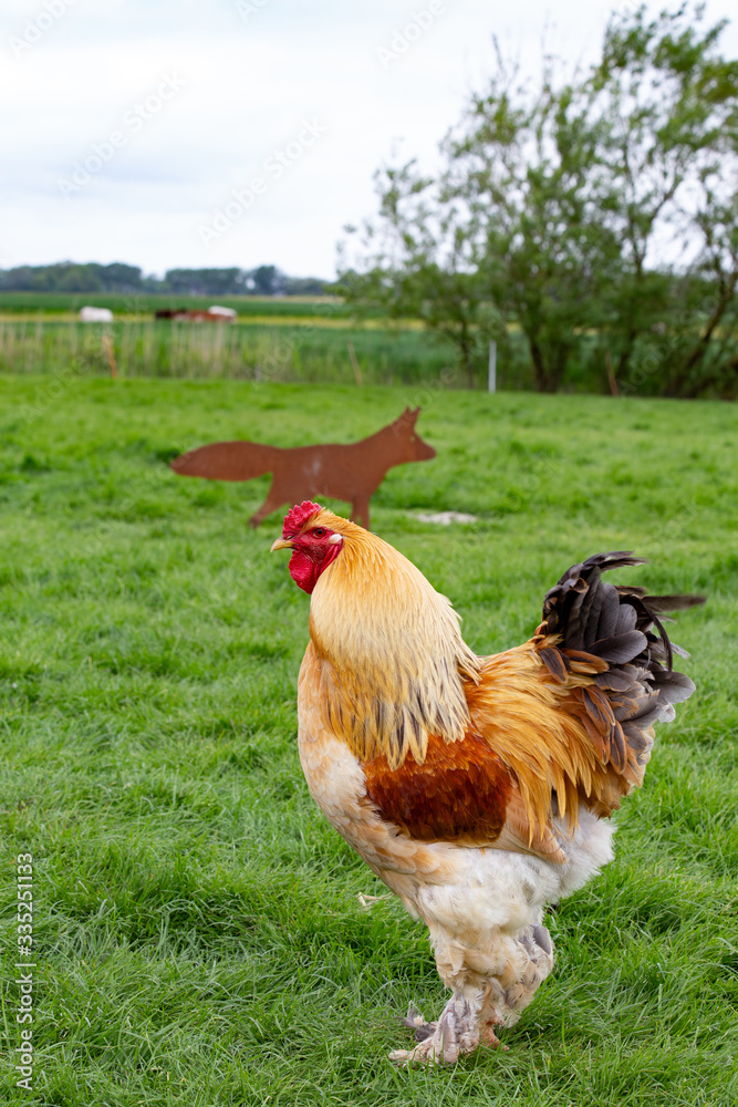 Fototapeta premium Hahn, Huhn