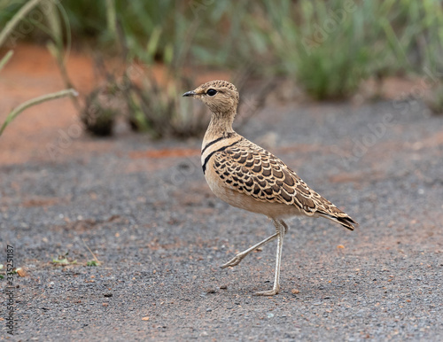 One double-banded courser walking in the Mokala National Park in South Africa