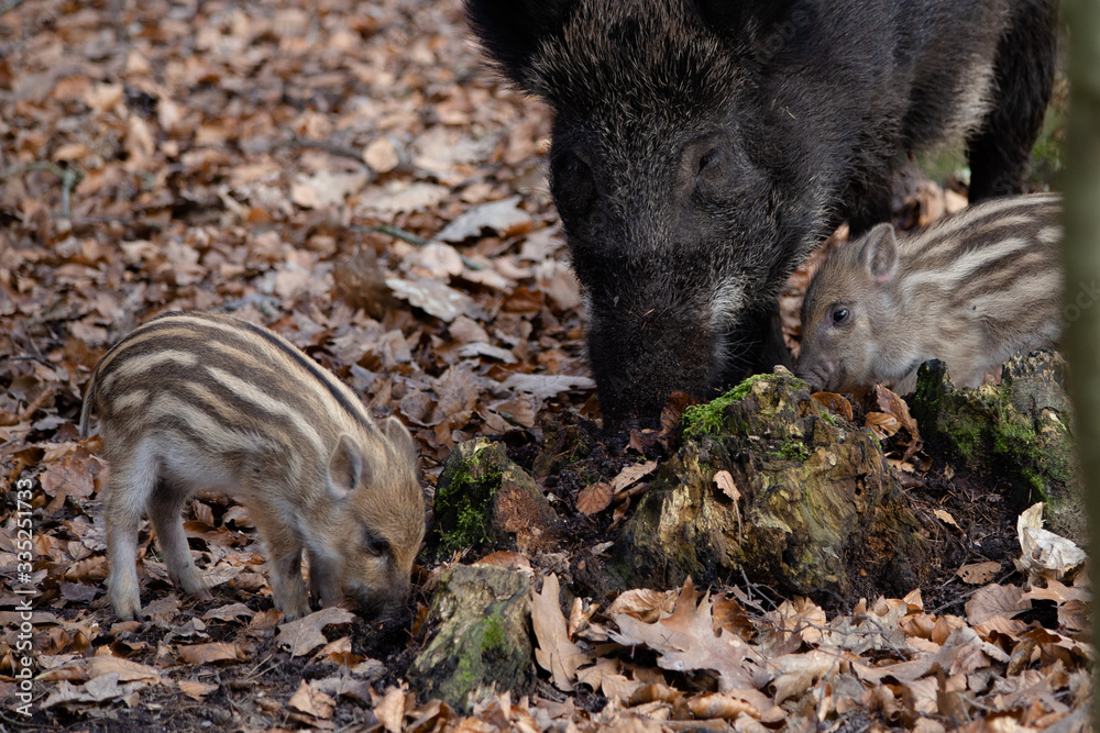Wildschweine, Wildsschwein, Frischlinge Wildschweine, Wildsschwein, Frischlinge