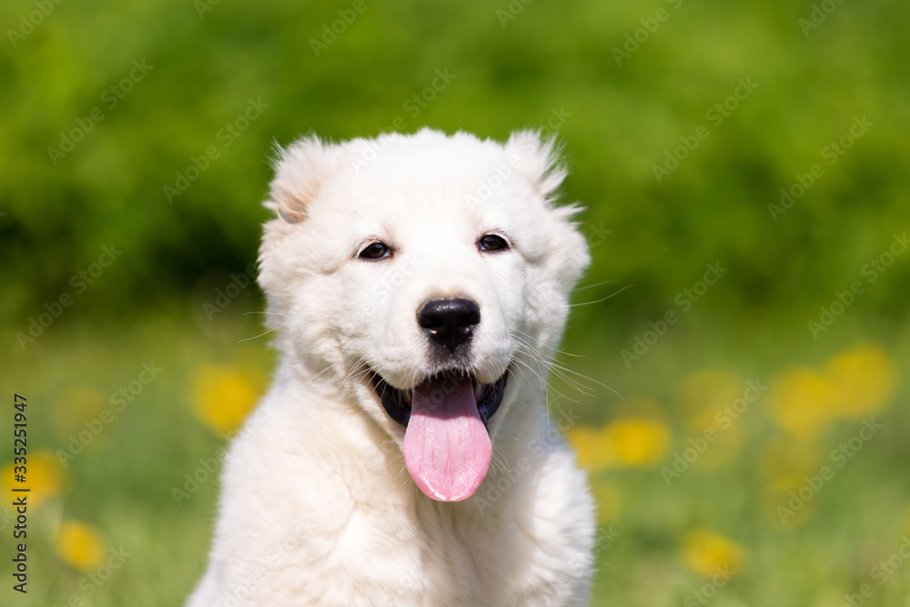 Puppy shepard walks outdoor at summer day