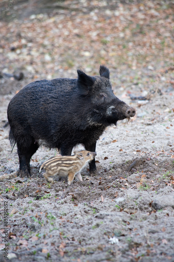 Wildschweine, Wildsschwein, Frischlinge Wildschweine, Wildsschwein, Frischlinge