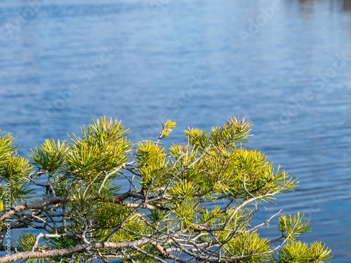 photo with pine branches in the foreground in the background photo