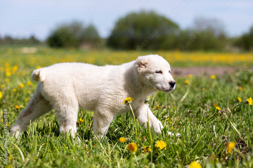 Puppy shepard walks outdoor at summer day Puppy shepard walks outdoor at summer day