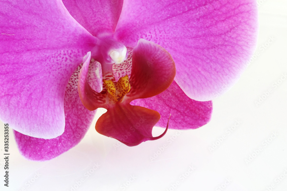 Fototapeta premium Orchid flower on white background - macro shot