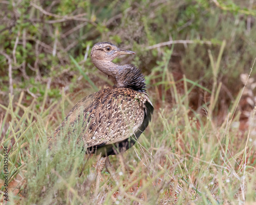 One redcrested korhaan in courting pose in the grass of Mokala National Park in South Africa photo