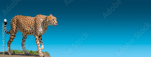 Photography Banner with portrait of an adult strong and fast African cheetah on move for pre