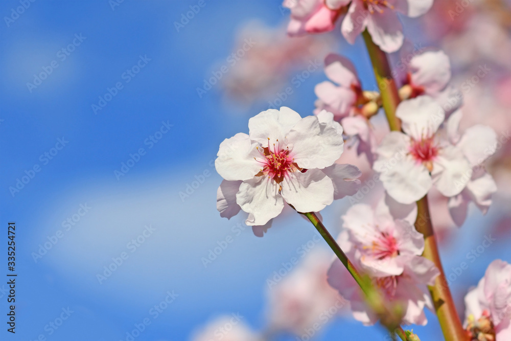 Blooming branch with pink almond blossom flower on German 'Prunus Dulcis',  subscpecies 'Perle der Weinstrasse', fruit tree