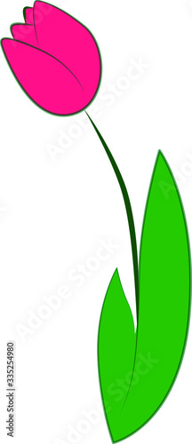 Vector drawing of a pink tulip flower.