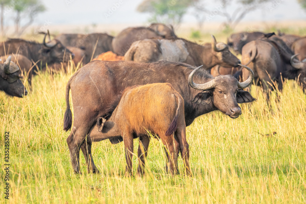 A female african buffalo or Cape buffalo (Syncerus caffer) nursing, Murchison Falls National Park, Uganda.