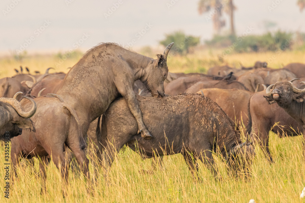 Fototapeta premium African buffalo or Cape buffalo (Syncerus caffer), Murchison Falls National Park, Uganda.