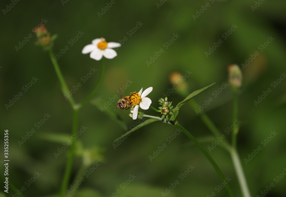 Obraz premium Bee hovering over an orange and white flower trying to get pollen with a nice green background