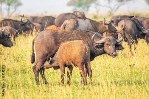 A female african buffalo or Cape buffalo  Syncerus caffer  nursing  Murchison Falls National Park  Uganda.