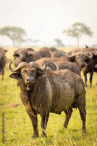 The big male african buffalo or Cape buffalo (Syncerus caffer) with his herd, Murchison Falls National Park, Uganda.