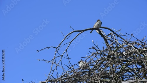 Haus Spatz genießt die Sonne im Frühling in Deutschlang unter dem blauen Himmel.  photo