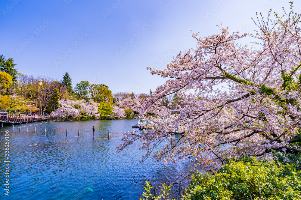 Cherry blossoms in Inokashira Park, Kichijoji, Tokyo Cherry blossoms in Inokashira Park, Kichijoji, Tokyo