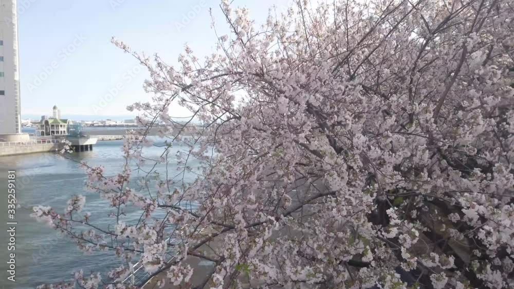 custom made wallpaper toronto digital横浜 みなとみらい 桜