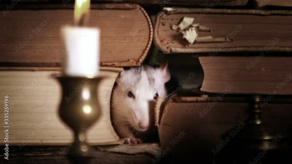 Small pretty gray rat crawls between old books, and there is a candlestick on the table with a lighted candle
