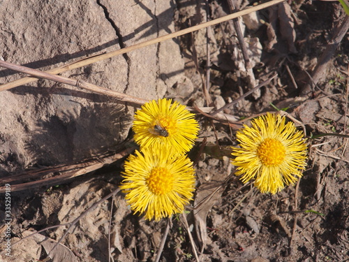 Coltsfoot. The fly collects nectar from the first flower buds.