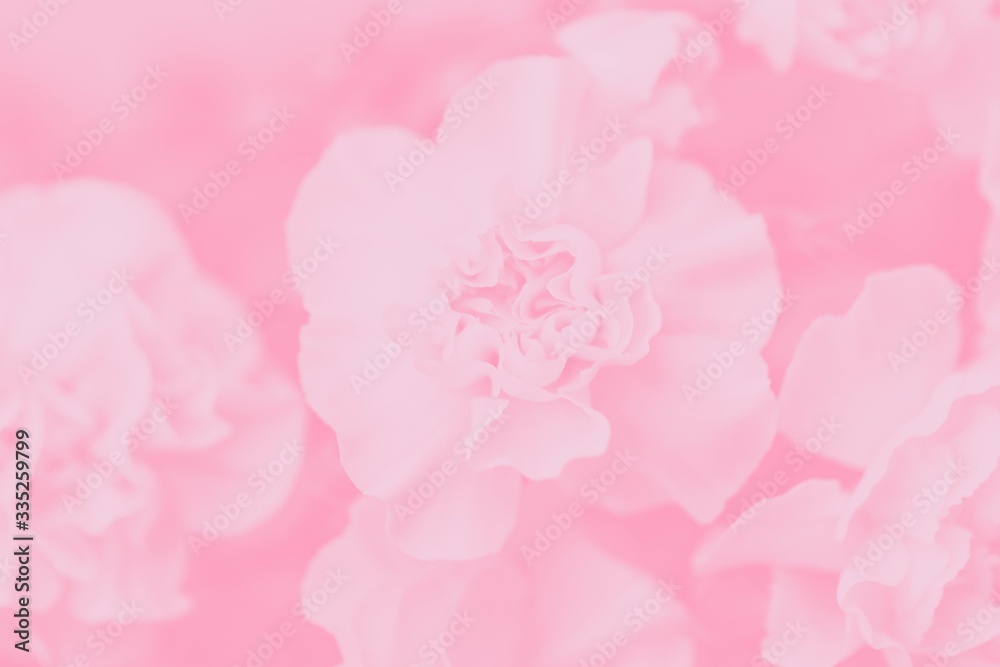 Pale pink abstract background. Floral gradient background, delicate carnation flowers