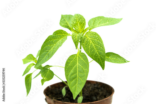 Pepper seedlings. Young green plants on a white background. plant care. eco food