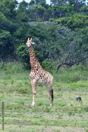 giraffe un iSimangaliso wetland park neas St. Lucia in South Africa photo