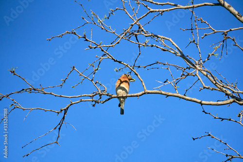 Female Eastern Bluebird (Sialia sialis) perched on treebranc breast forward in Texas