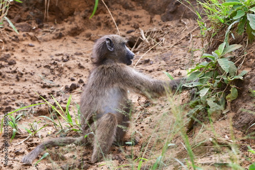 young baboon eating seeds of grassHluhluwe Imfolozi nature game reserve in South Africa
