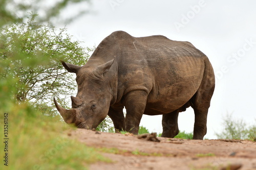 rhino in Hluhluwe nature reserve in South Africa