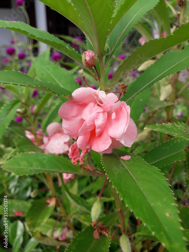 Impatiens balsamina blooming red rose balsam in the garden - bunga pacar air alias bunga pihong