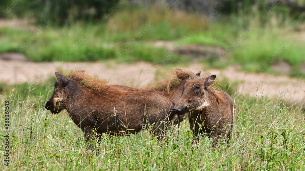 warthogs on pasture,iMfolozi nature reserve n South Africa warthogs on pasture,iMfolozi nature reserve n South Africa