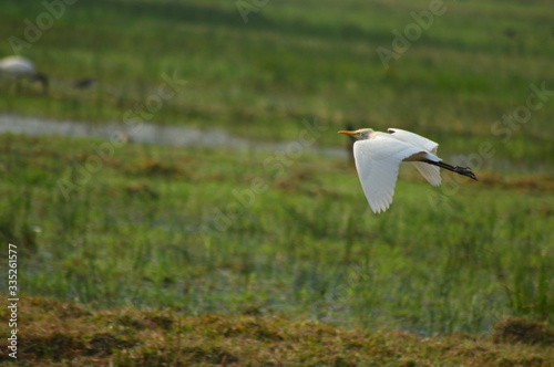 White heron flying with blurred background,white heron,bird,bird on paddy field,bird on flying. © areeb