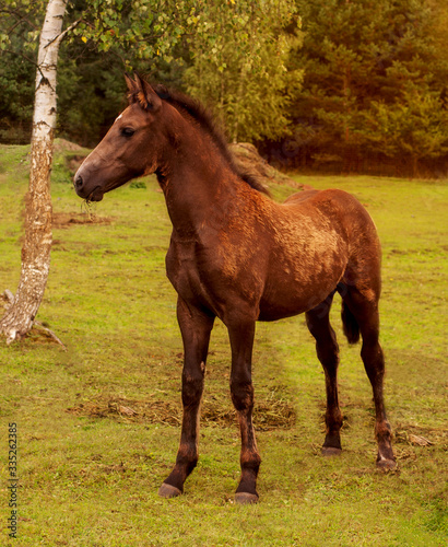 a small foal on a green meadow against a forest background next to a birch tree. © Мария Шевцова