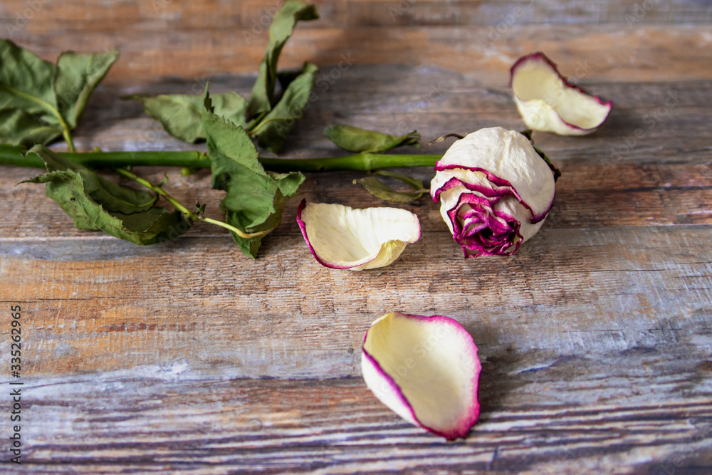 Dry rose on a wooden background with fallen leaves and petals. Dry rose on a wooden background with fallen leaves and petals.