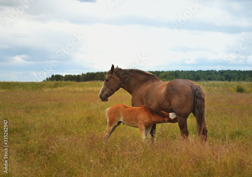 a small red colt with a large white mark next to a huge heavy horse is drinking milk in a green meadow against a forest background