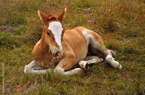 a small red colt with a large white mark lies on a green meadow against the background of a forest © Мария Шевцова