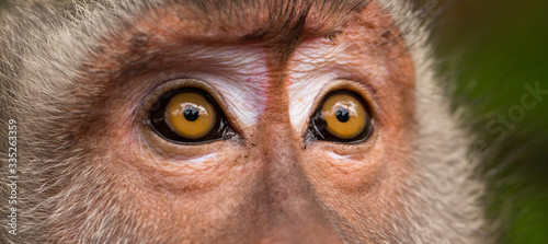 Photography close-up of an adult monkey