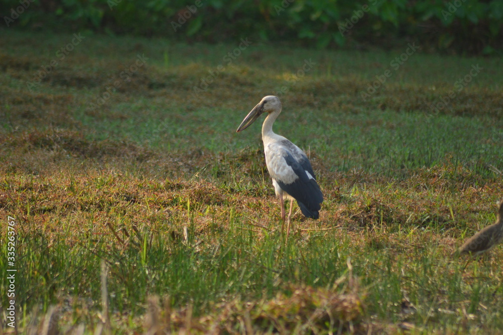 Asian open bill on paddy field close up shot,asian open bill,bird on paddy field,morning hunting . Asian open bill on paddy field close up shot,asian open bill,bird on paddy field,morning hunting .