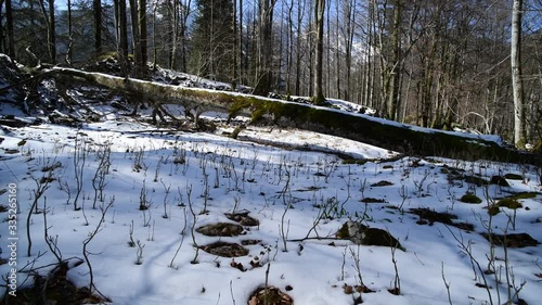 small beech trees in a nutral forest in the austrian national park kalkalpen near molln, upper austria photo