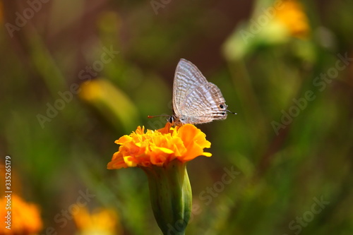 butterfly sucking the juice of marigold flower © Dinesh