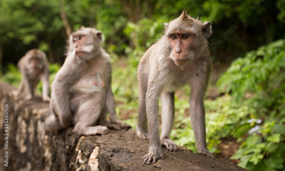 Three monkeys on the background of the jungle