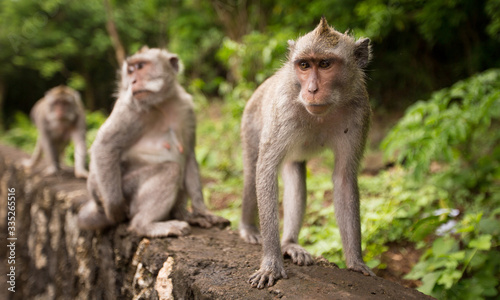 Three monkeys on the background of the jungle © YULIIA