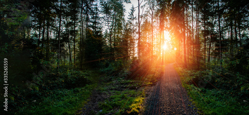 Sunset in forrest with road and green trees.